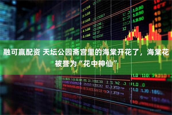 融可赢配资 天坛公园斋宫里的海棠开花了，海棠花被誉为“花中神仙”